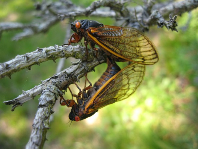  nature's fascinating acts of precision … the lifecycle of the cicada!